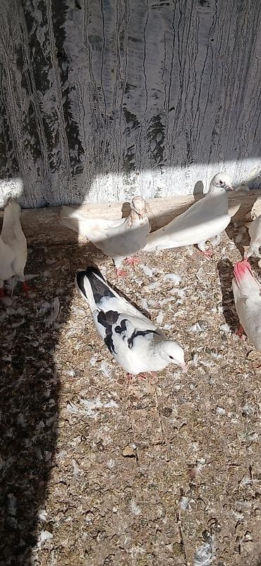 sevgi qusu: 16 eded tam saglam qusdu icinde 5 iran qusu 4 boynu gullu mayalar — 2
