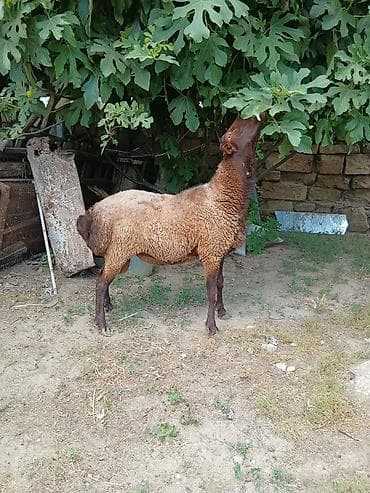 erkey quzu: Salam təmiz qala cinsi qoç satıram yaxşı iri heyvandı saxlanmalı — 3
