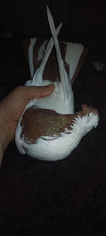 Qirmizi boyun koşa kekil erkeydi qizğin tam sağlam heyvandi bala da