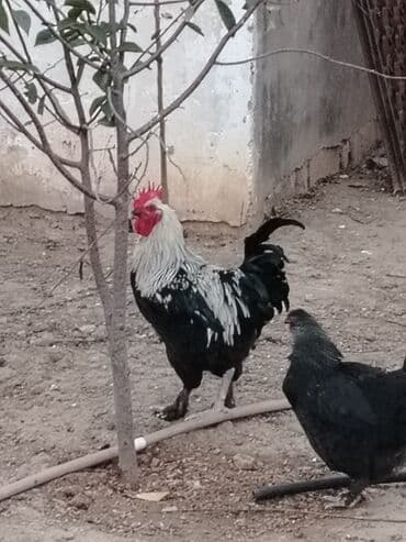 Təmiz Qan Maran sortddu. Fərəsi qirmizi rəngdə yumurtduyur. Tək xoruz