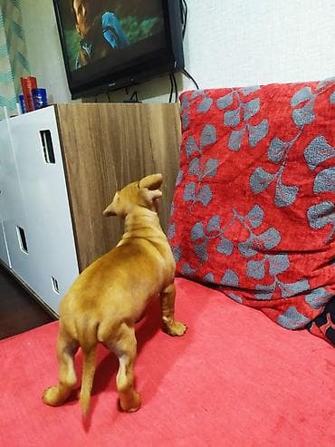 cins at: Balaca it balası – qızılı-qəhvəyi rəngdə, qısa tüklü, bərk bədən — 3