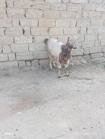 alabay sekilleri: Boz-qəhvəyi rəngli, uzun buynuzlu yerli keçi - Cins: yerli (mix) - — 5