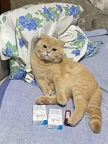 Pişiklər: Şotland, Erkək, Cütləşmə üçün — 2