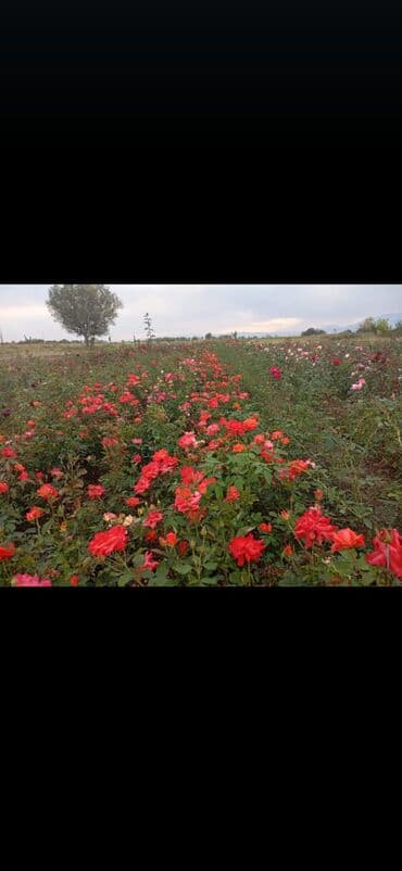 shit: Dekarativ bitgilerin satişi — 30