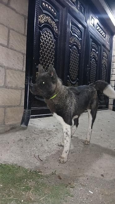 akvarium xırda balığı: Akita-inu — 2