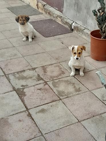 zvanok balalari: Zvonok, 3 ay, Dişi, Ünvandan götürmə — 1