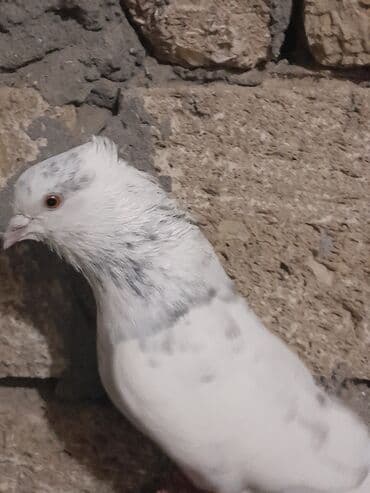 Heyvanlar üçün mallar: Miz kekil iran quşları satılır 1 cüt erkey dishi1 dene qızhın erkey 1 — 3