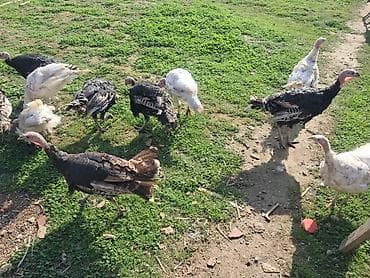 cin bildircin: Salam tam sağlam super heyvanlardi ünvan Hövsan kendi. Qiymət göre — 3