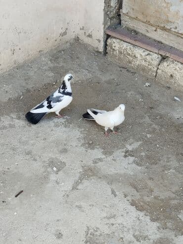 Salam Gördüyünüz heyvanlar satılır Hazır Cüt heyvanlardi Göy cep