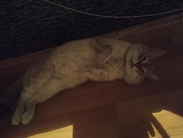 benqal pişiyi: Erkək, Yaxşı əllərə, Ünvandan götürmə — 2