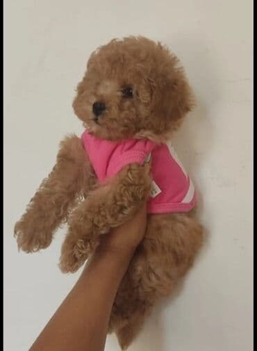 it qovan cihaz: Pudel, 2 ay, Erkek, Peyvəndli, Pulsuz çatdırılma, Ödənişli çatdırılma, Rayonlara çatdırılma — 1