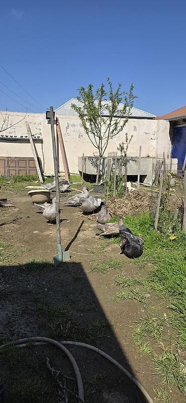 lal ördek: Cavan Lavanda erkəyi,7 aylıq.Ünvan kənd Ramana,Sabunçuya tam — 2