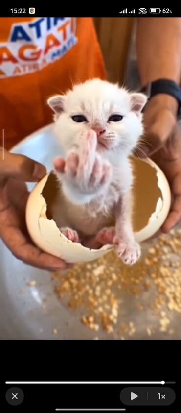 pişiy cinsləri: Ağ tüklü balaca pişik balası - Cins: naməlum, gözləri tünd, tükləri — 1