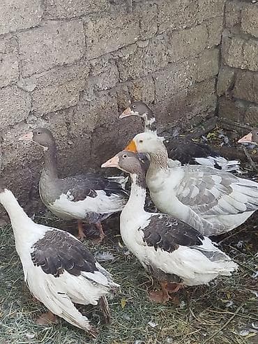 simmental cinsi: 4ədəd yerli qaz balalari satiliröz həyətimin heyvanlaridiinqibator — 1