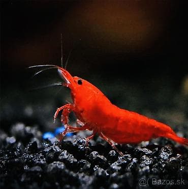 Аквариумные аксессуары и принадлежности: Akvaryum üçün dekorativ krivetqa – rəngli Neocaridina növləri. 10 — 2
