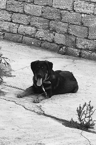 Labrador-retriver, 7 ay, Peyvəndli, Ünvandan götürmə
