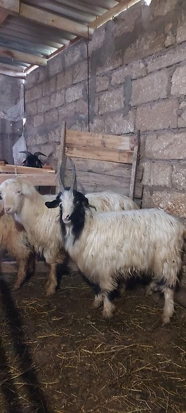 keçi: Çəpişlər hamısı erkəkdir.hamısı rayon çəpişləridir qiymətləri — 4