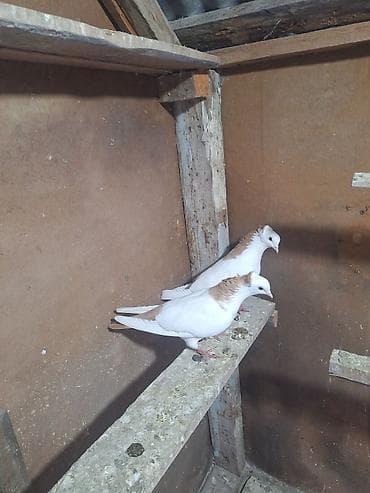 С/х животные и товары: Sarı boyunlar Hazır Çüt Bala Verən Erkəy Maya Real Alan Narhat Edsin — 5