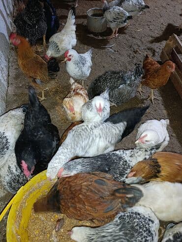 etibarli ellere verilir: Toyuq cücələri, Damazlıq, Ödənişli çatdırılma — 5