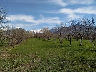 1 sot neçe metrdir: Kənd təsərrüfatı — 5