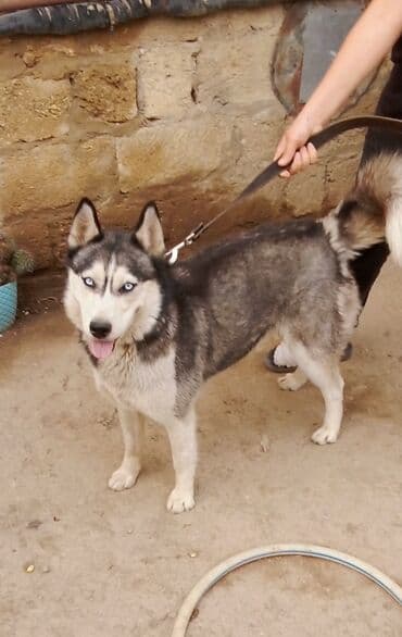 bala haski: Xaski — 1