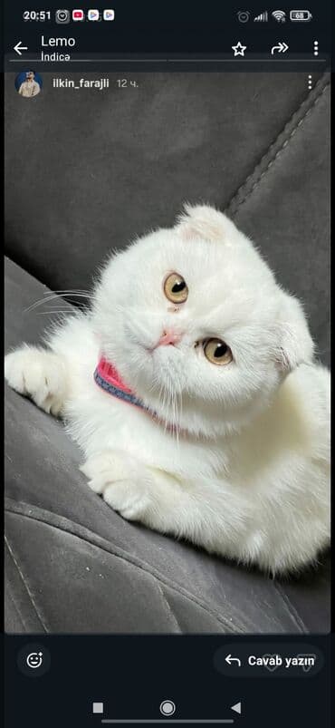 şotland pişiki: Şotland, Erkək, Ünvandan götürmə — 2