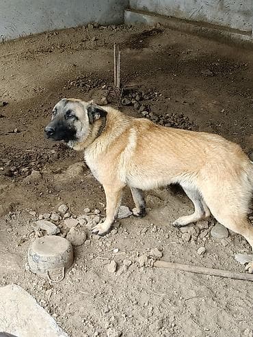 Təsvir: - Böyük ölçülü, qırmızı-bej rəngli, qara maskalı çoban tipli