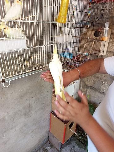 quş: Korella 35 manattan bozlar sarilar 45-50 Azn qefesde var 15-20 Azn — 8