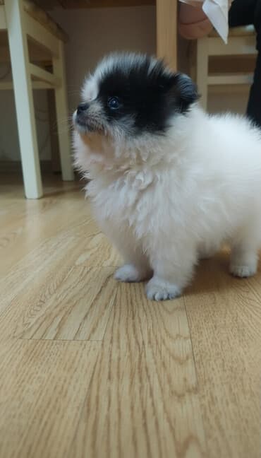 berde mal bazari 2020: Şpitz, 8 ay, Peyvəndli — 1