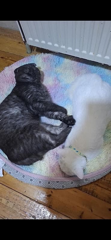 it satisi baki: Şotland, Cütləşmə üçün — 7