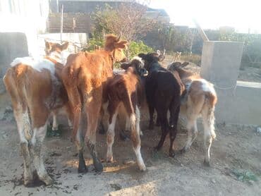 hələb keçilərin qiyməti: Dana, buzov, Dişi, ay: 1, 40 kq, Ətlik, Ünvandan götürmə, Pulsuz çatdırılma — 4