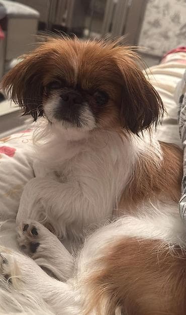 Pekines, 2 il, Dişi, Peyvəndli, Ünvandan götürmə