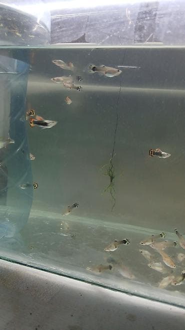 akvarium gence: Quppi balıqı ölçüləri 3 sm 10 ədəd alana metrolara çatdırılma — 2