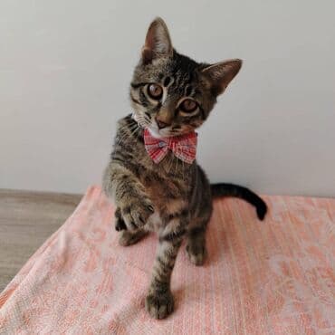 Erkək, Yaxşı əllərə