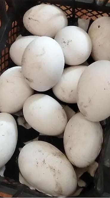 Yumurta: Təzə linda qaz yumurtası - Böyük ölçülü, qalın qabıqlı ağ qaz ki — 1