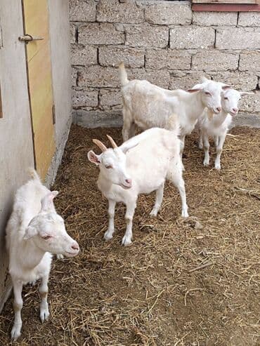 Dişi, il: 2, 60 kq, Damazlıq, Südlük, Ünvandan götürmə lalafo.az -da Dişi, il: 2, 60 kq, Damazlıq, Südlük, Ünvandan götürmə