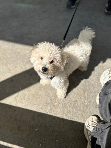 бишон фризе цена: Пудель, 1 год, Самка, С прививками — 3