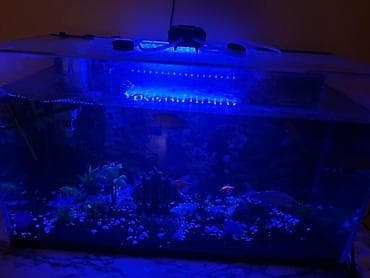 Akvariumlar: Dördbucaq akvarium, Balıqlarla birlikdə, 90 l — 3