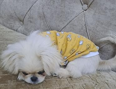 Ev heyvanları üçün sarı rəngli geyim - Növ: it paltarı - Rəng: sarı