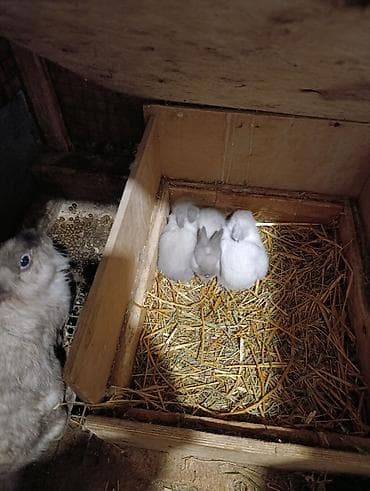 karlik dovşanı: Miniatür dovşan balaları • Cinslər: qulaqları sallanan (lop) və dik — 6