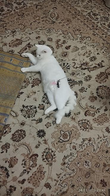 ucuz qoyun: Britan, Erkək, Cütləşmə üçün — 2