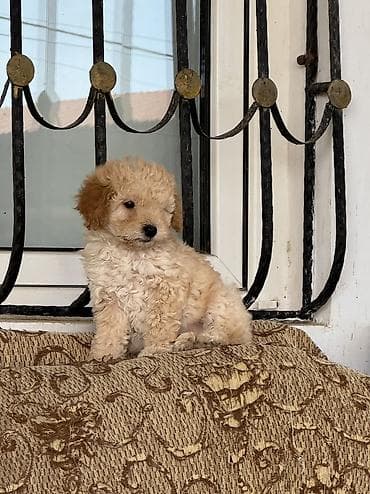 balaca it qiymetleri: Pudel, 1 ay, Dişi, Pulsuz çatdırılma — 2