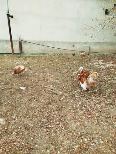 buğda toxumu satışı: Erkək, Kanada, Damazlıq — 5