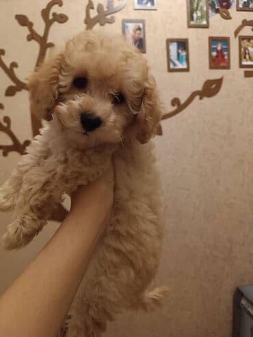 böyük itlər: Pudel, 1 ay — 2