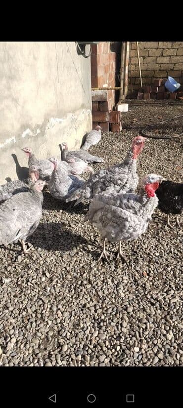 itlerin satisi ucuz: Dişi, Kanada, Damazlıq, Ödənişli çatdırılma — 1