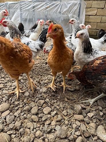 kuçinka toyuqları: Kənd çolpaları 900qr - 1 kq Çox sayda alana qiymətdə endirim — 3