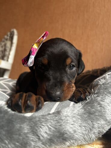 шпиц цена в баку: Доберман, 1 месяц, Самка, С родословной, Самовывоз — 3