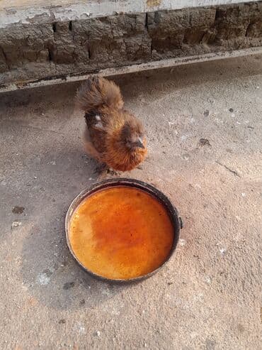 Toyuq, Damazlıq, Ödənişli çatdırılma — 6