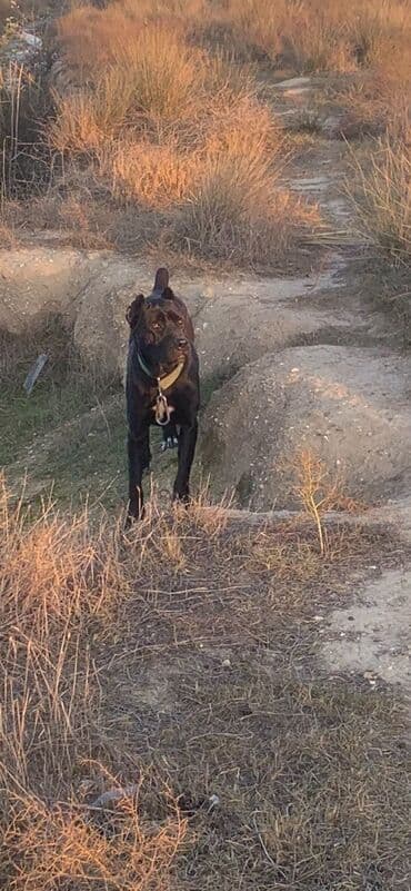 pomeranian qiyməti: Kane-Korso, 2 il, Dişi, Peyvəndli, Ünvandan götürmə — 1