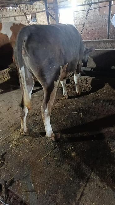 inek adları: 1 ci qarina iyunun 14 ne dogacaq Duye anasi Ivanovka cinsidi 35-38 — 4